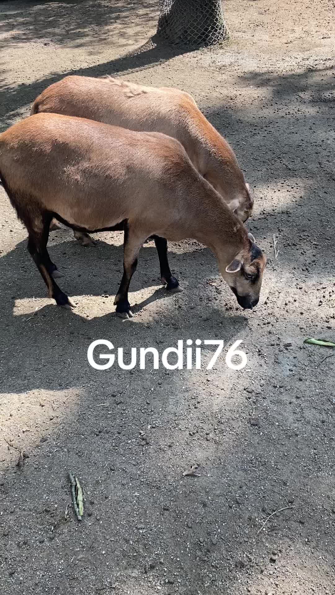 @✌️K&ecirc;&ccedil;&acirc; kurd'a✌️