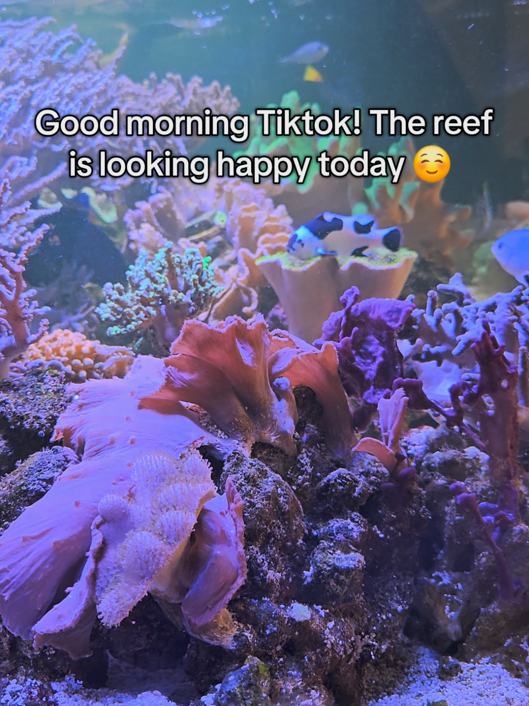 @HeyFishyFishy