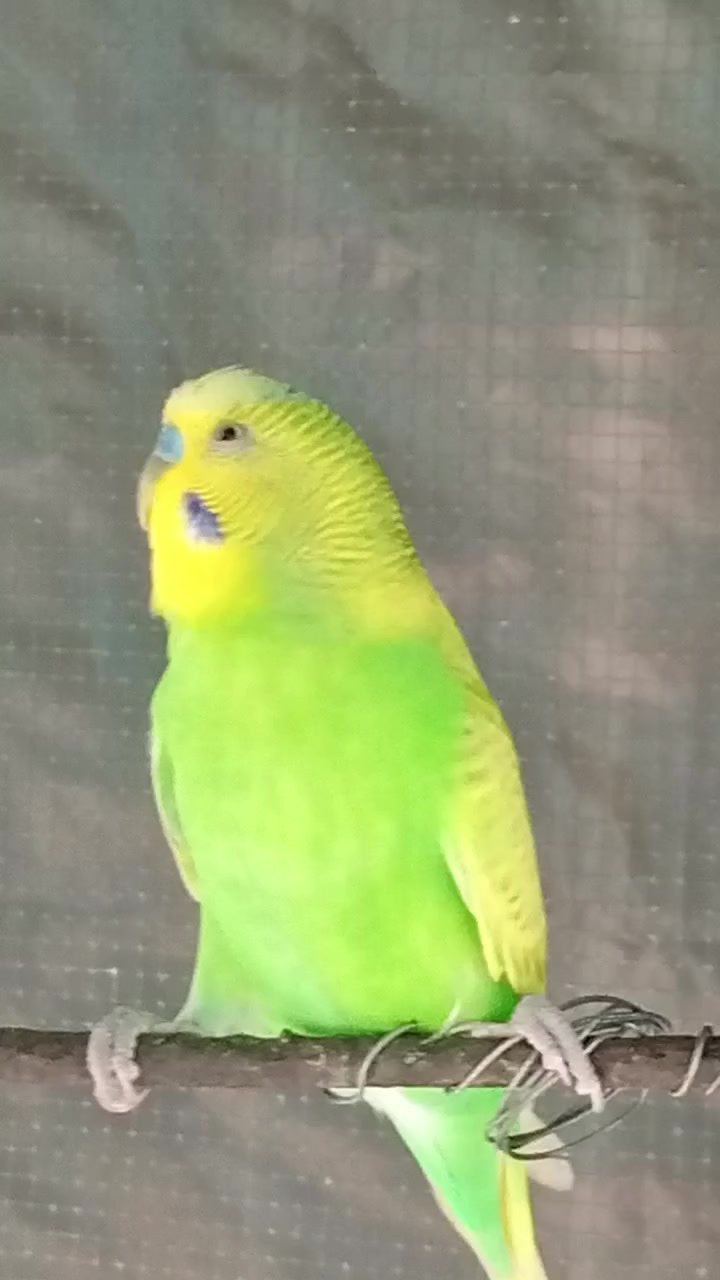 @AviarioRey45🇲🇽