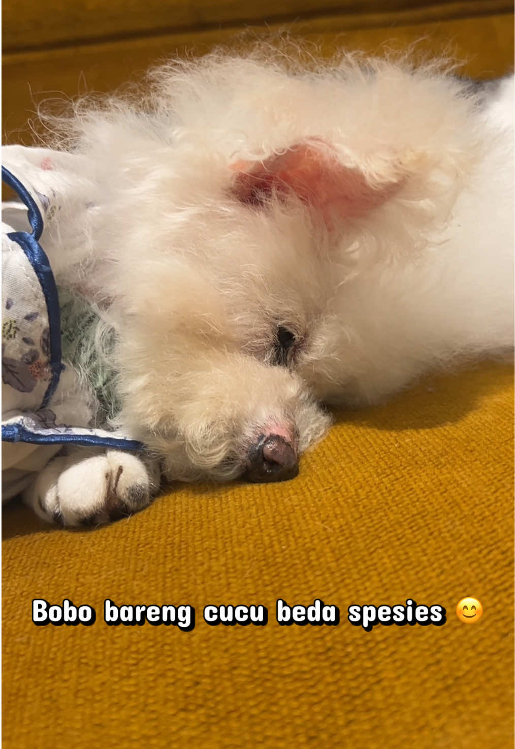 @Jiro and the poodle gang