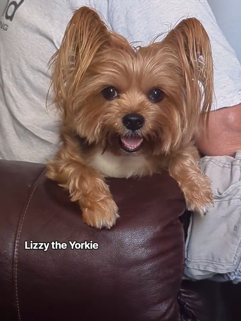 @Lizzytheyorkie