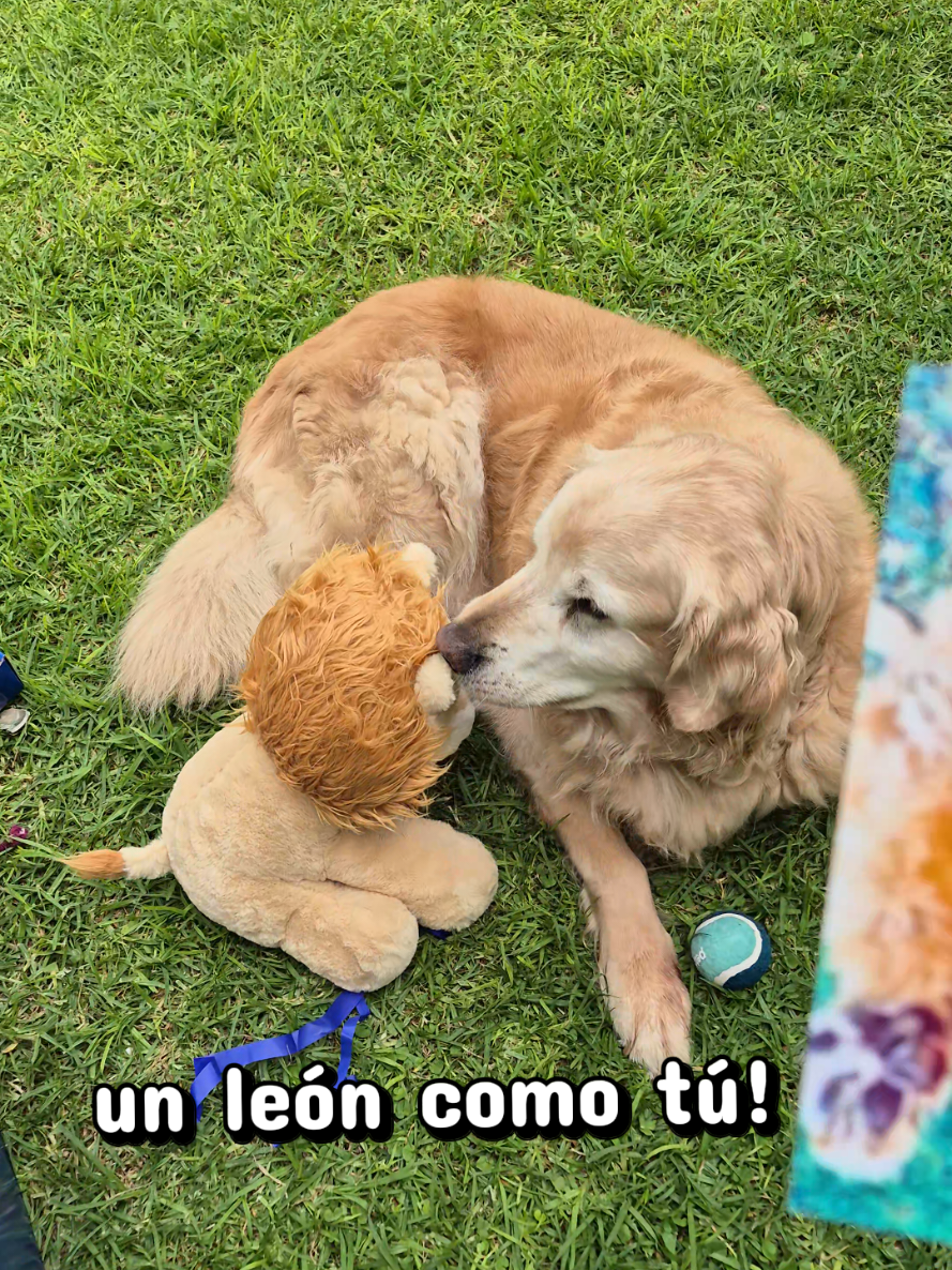 @Soy Tadeo 🦁