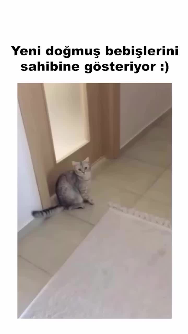 @çılgın...kediler