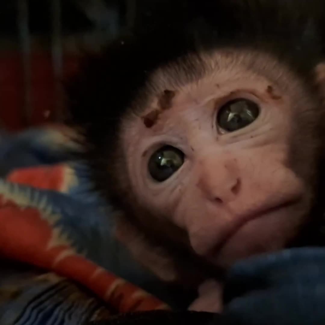 @Monkey TP
