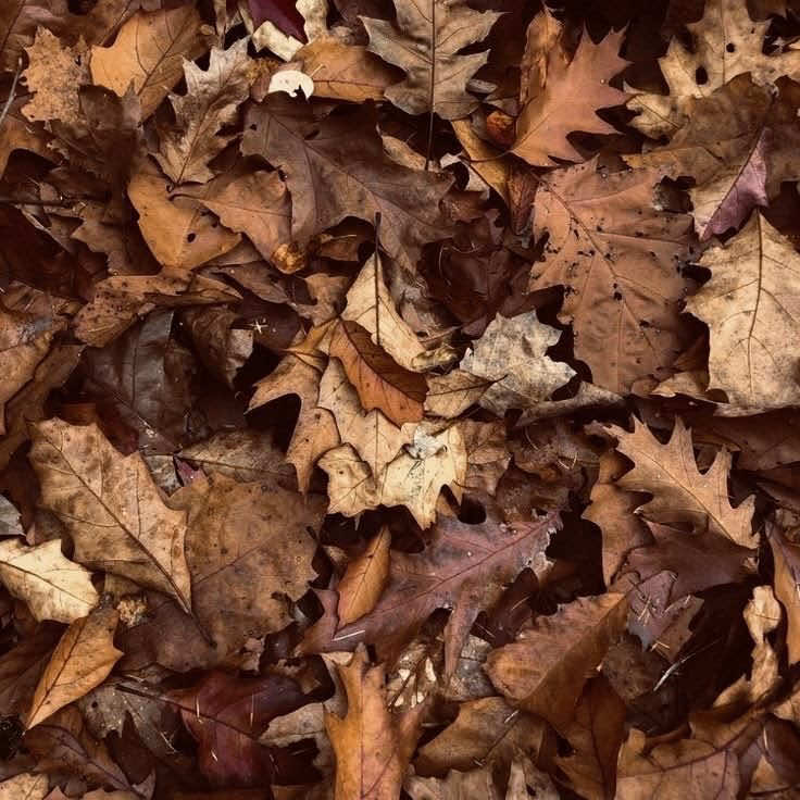 @໒𓏼ིྀ ̮͡🍁𝐌𝕚𝗿𝕒𝗰𝕝ᧉ ♡⃘ֺׅ⑅