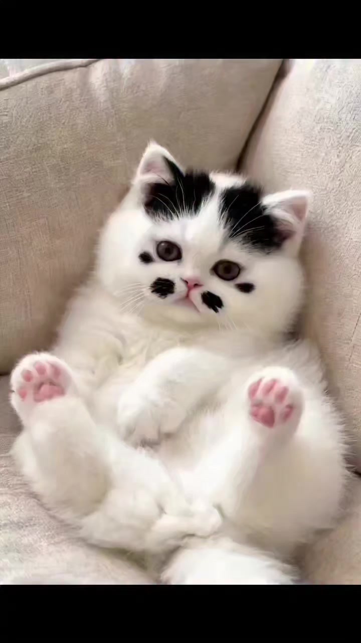 @Vova_Prime