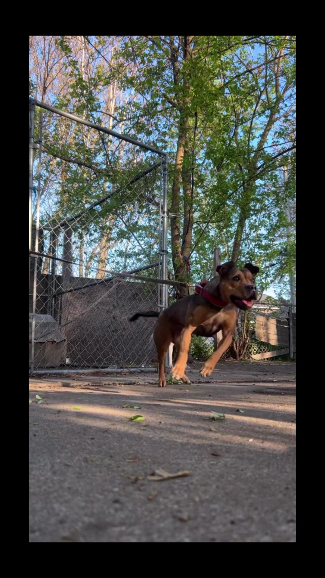 @themreal_hounds