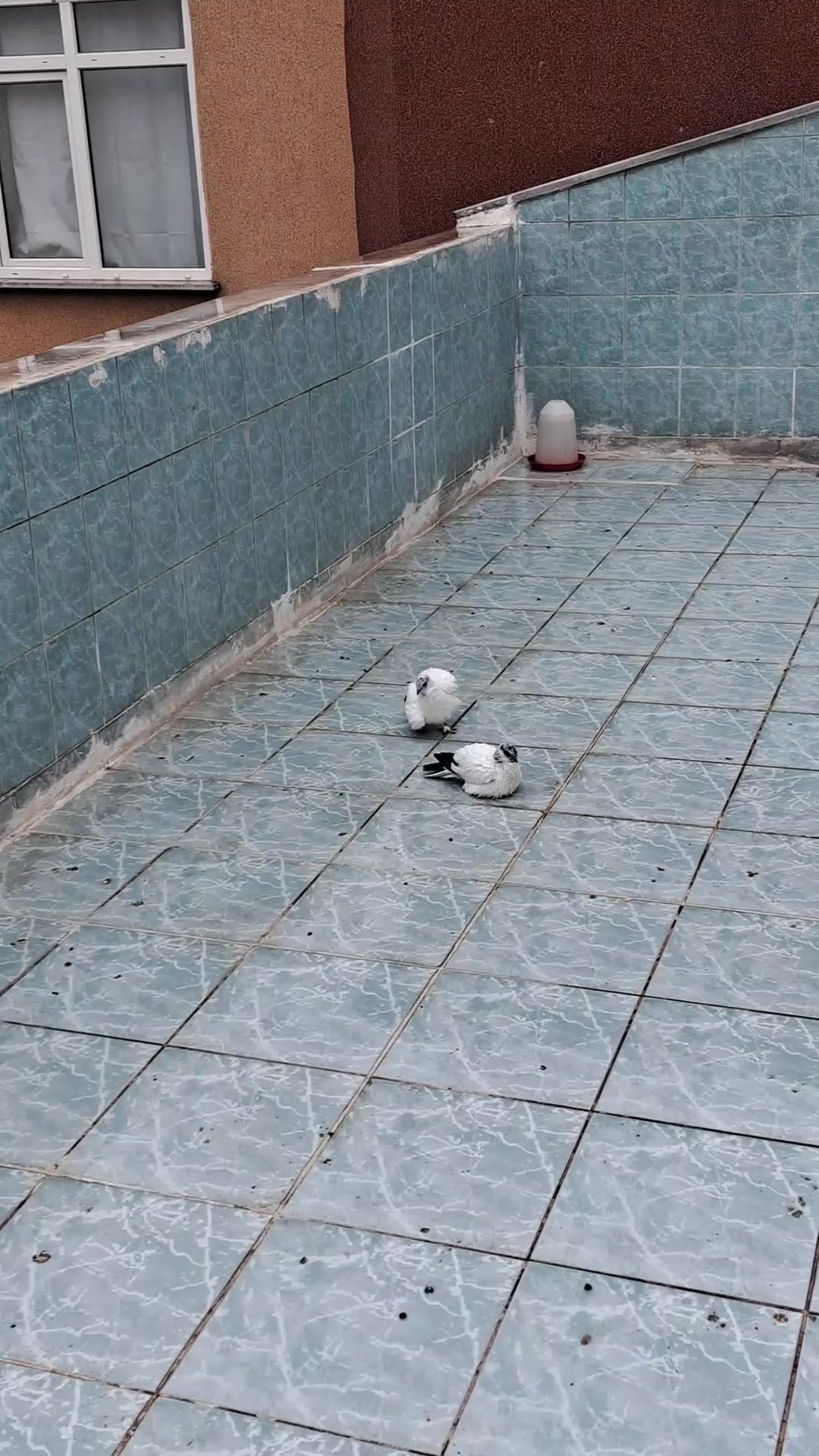 @Erkan Birkan Ece
