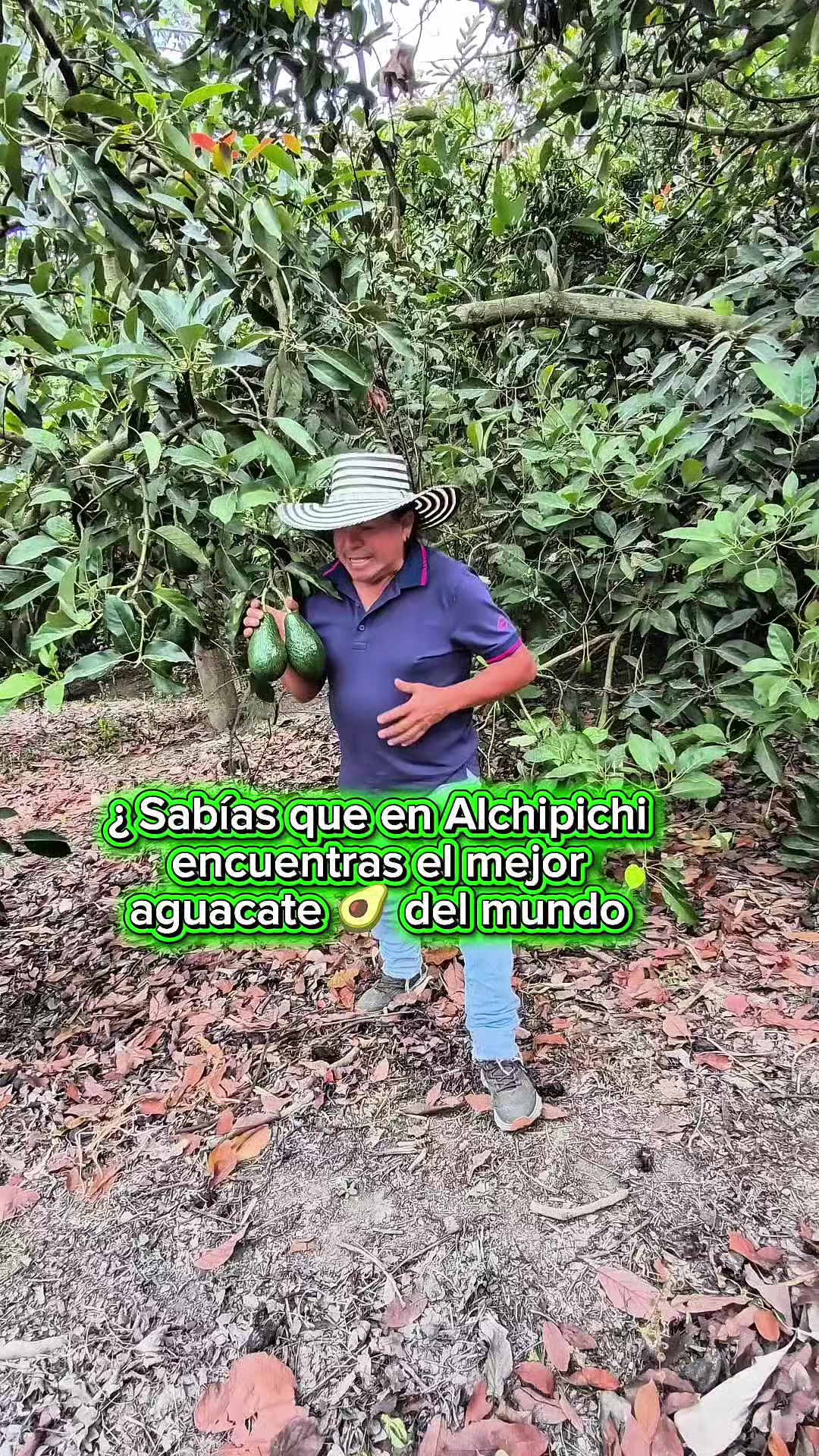 @tour del aguacate
