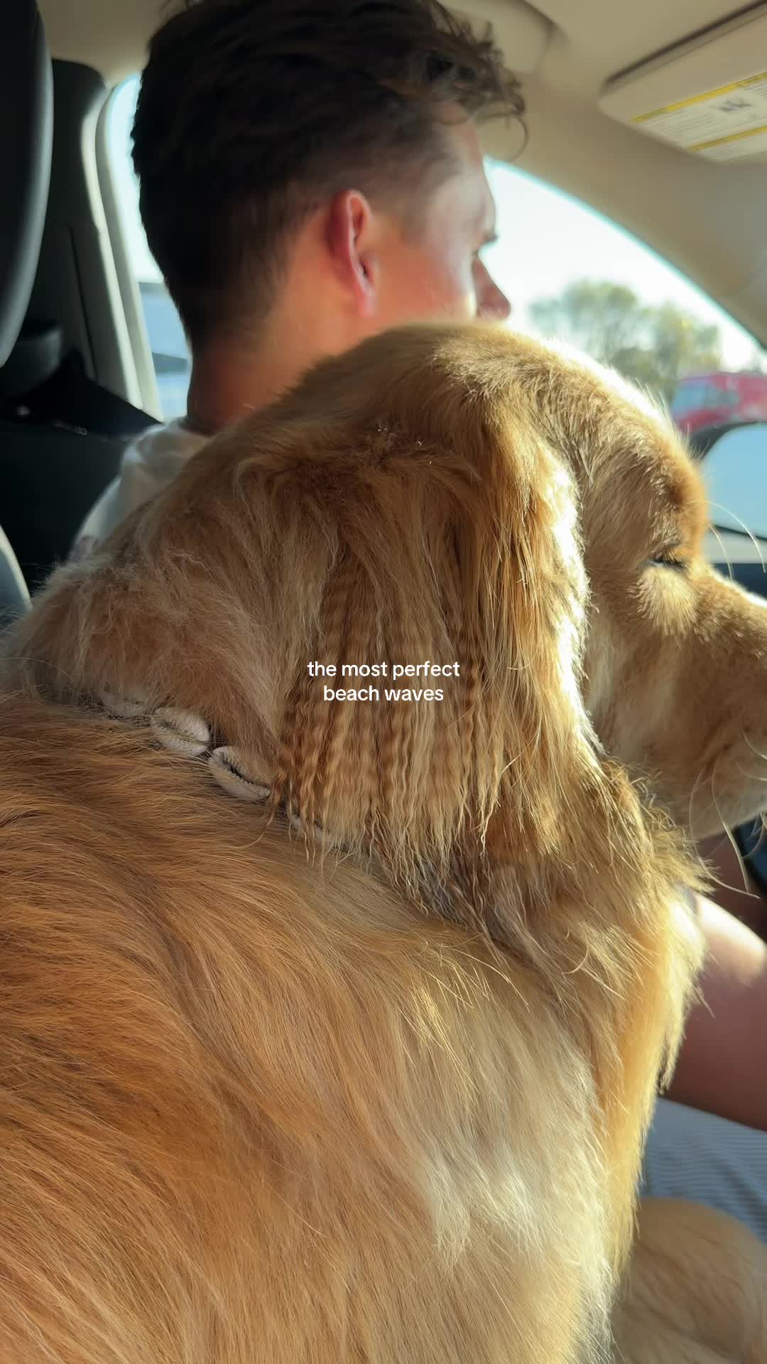 @Zebby The Golden Retriever