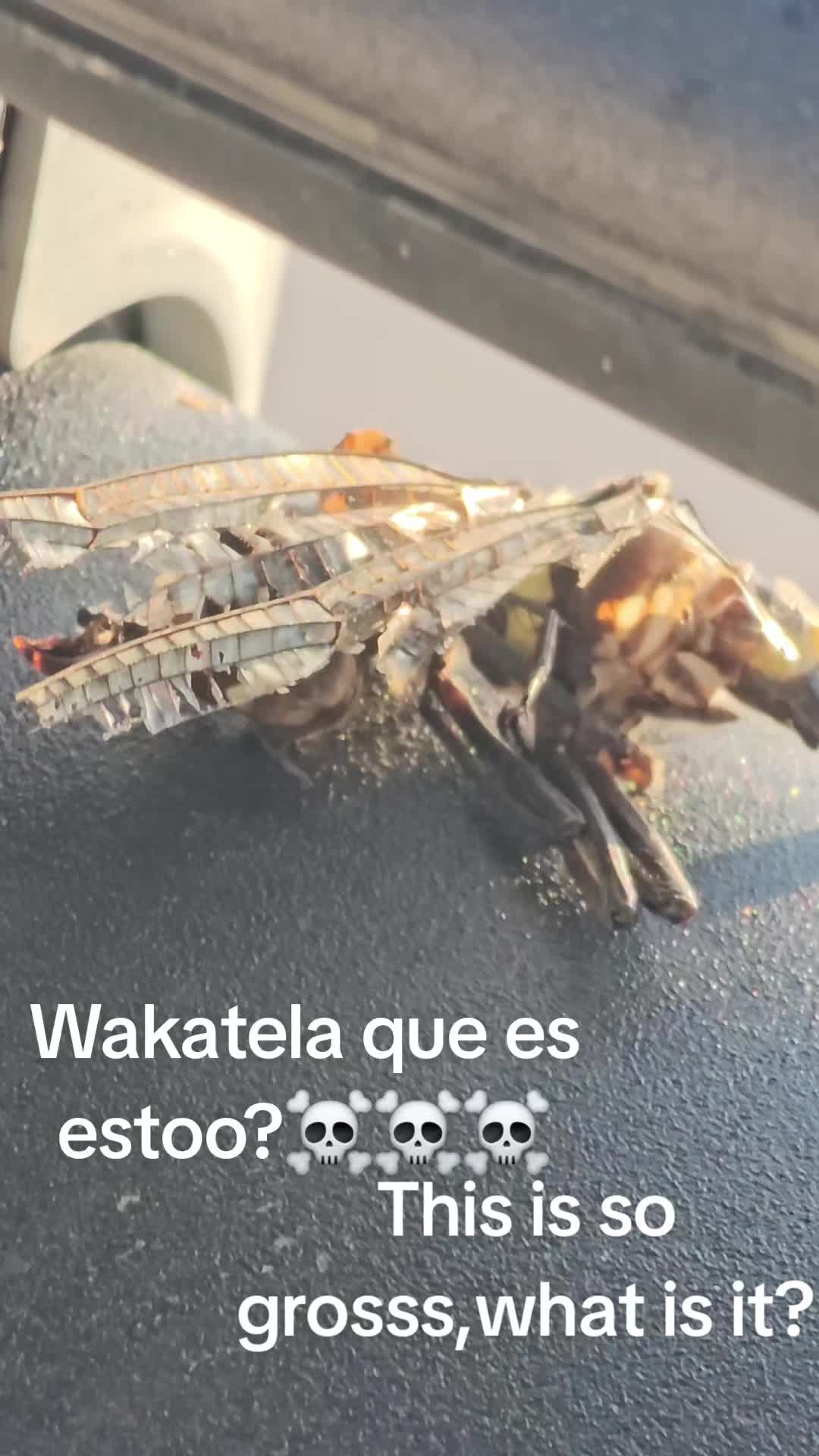 @Susana