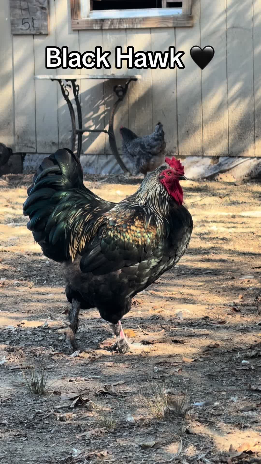@NonniesFunnyFarm