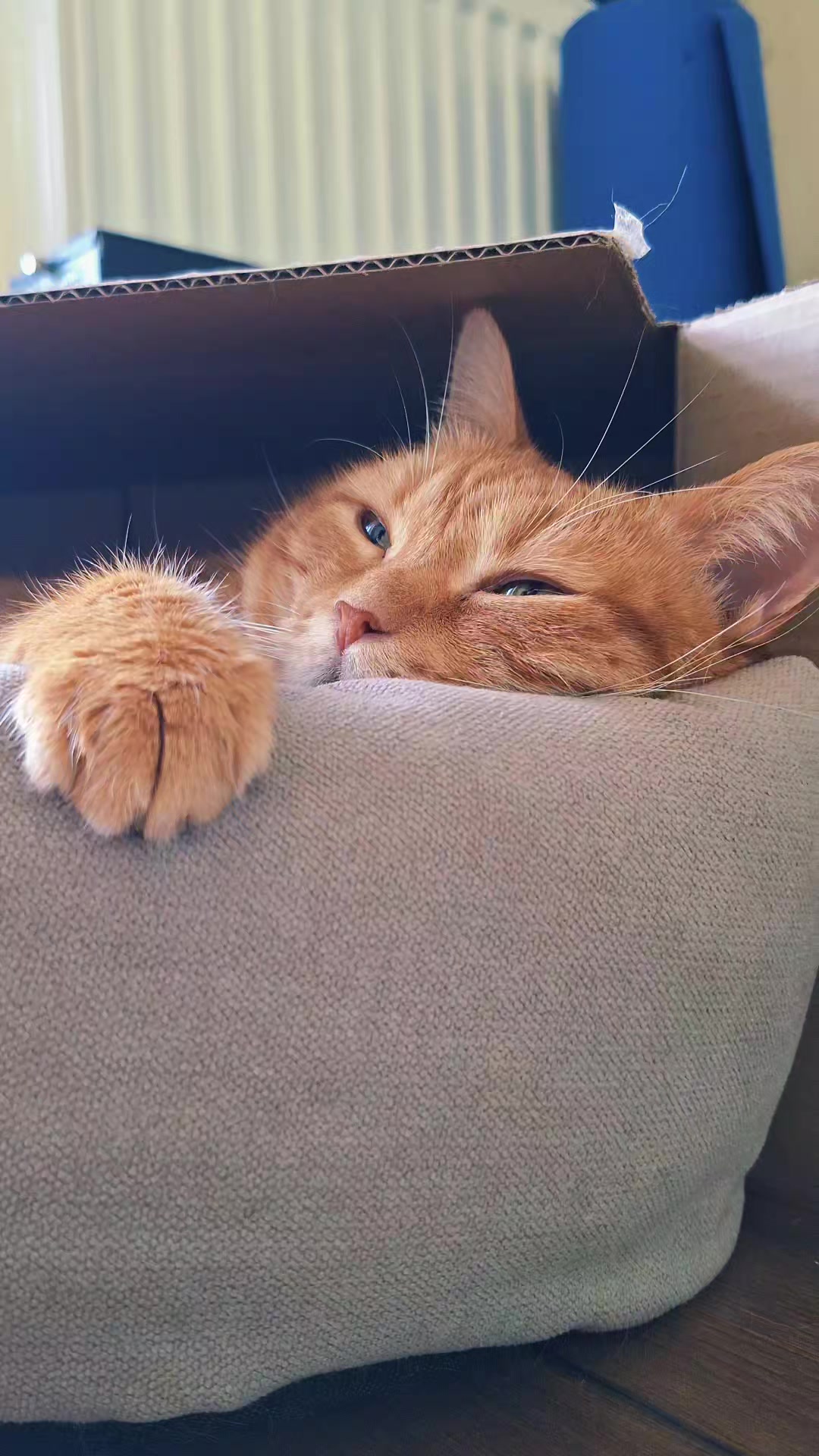 @Liya-Miya*Meow