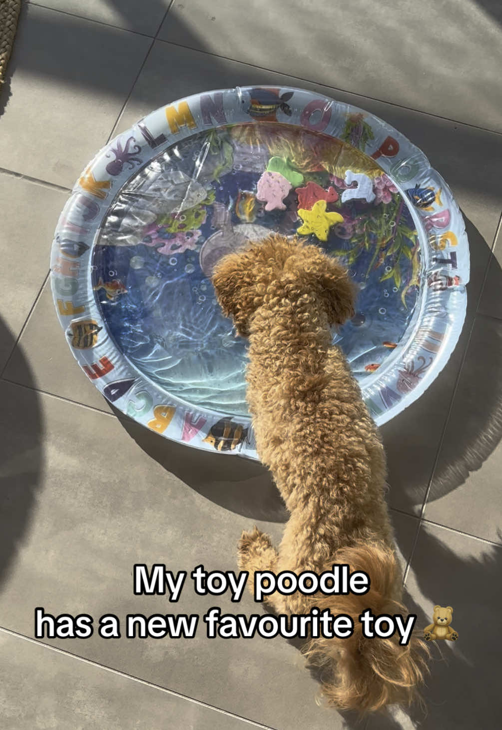 @peppermytoypoodle