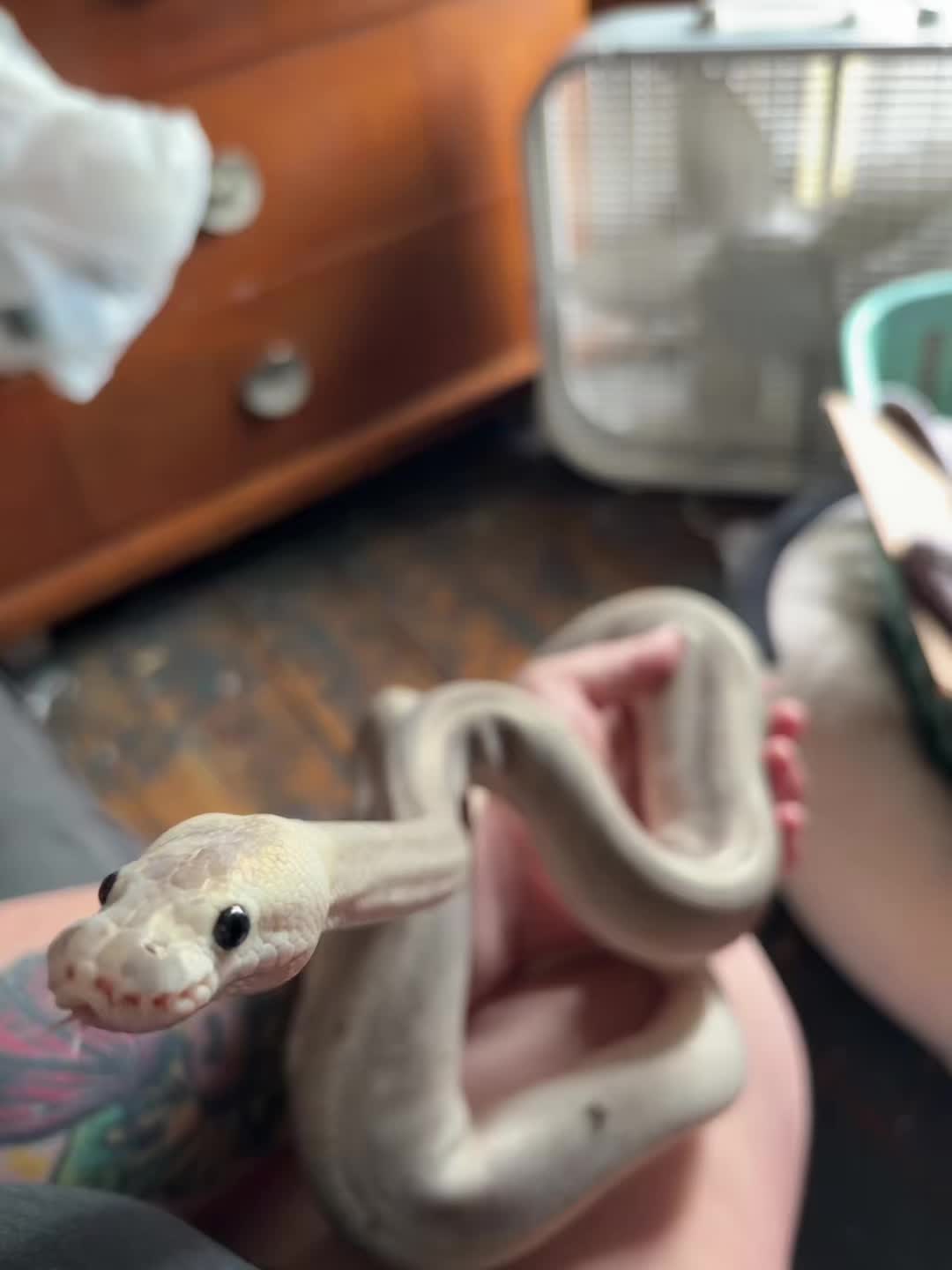 @kaciandherballs