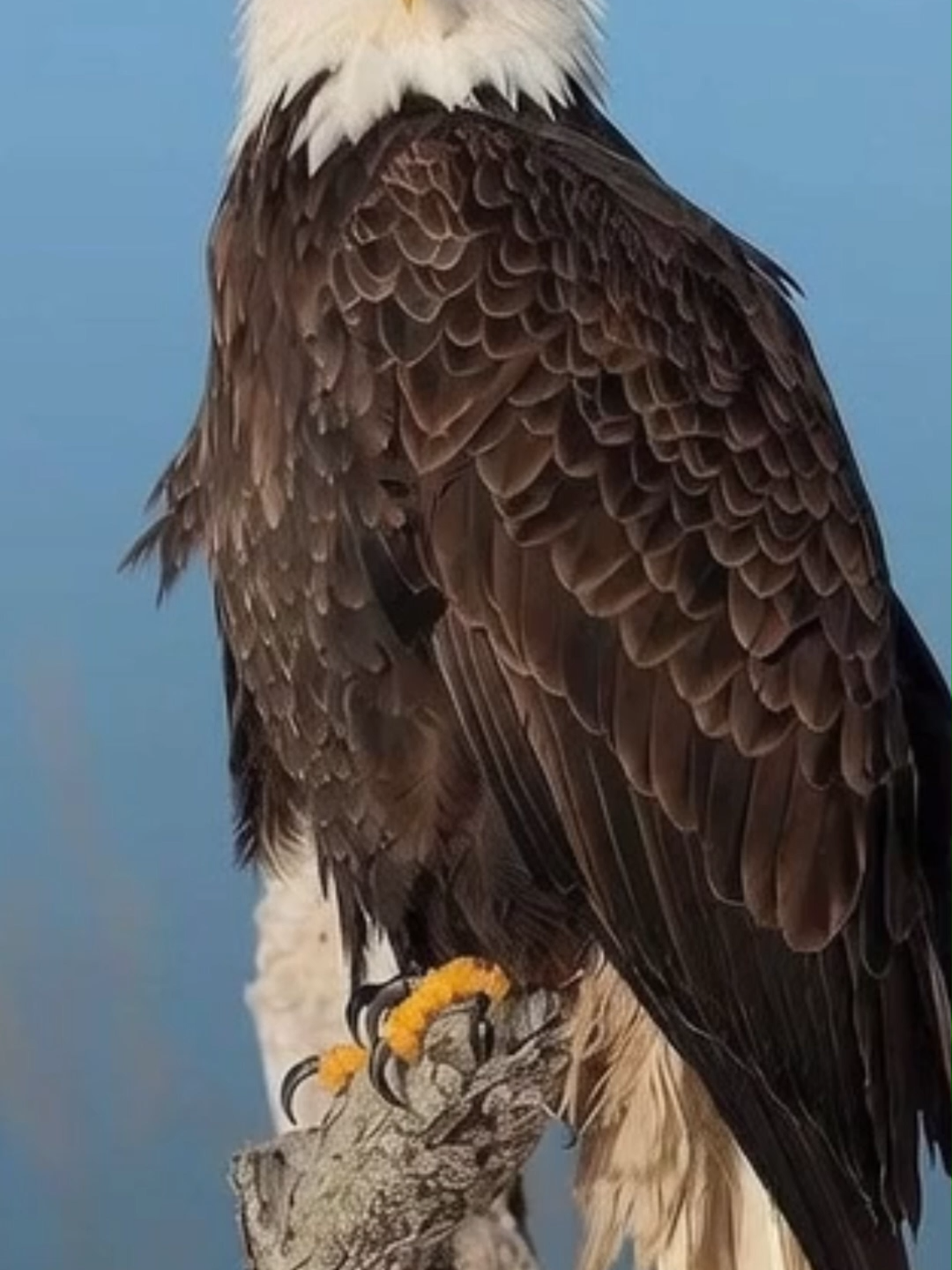 @Eagle Lover 143