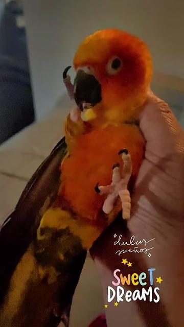 @Mango 🦜La cotorra solar