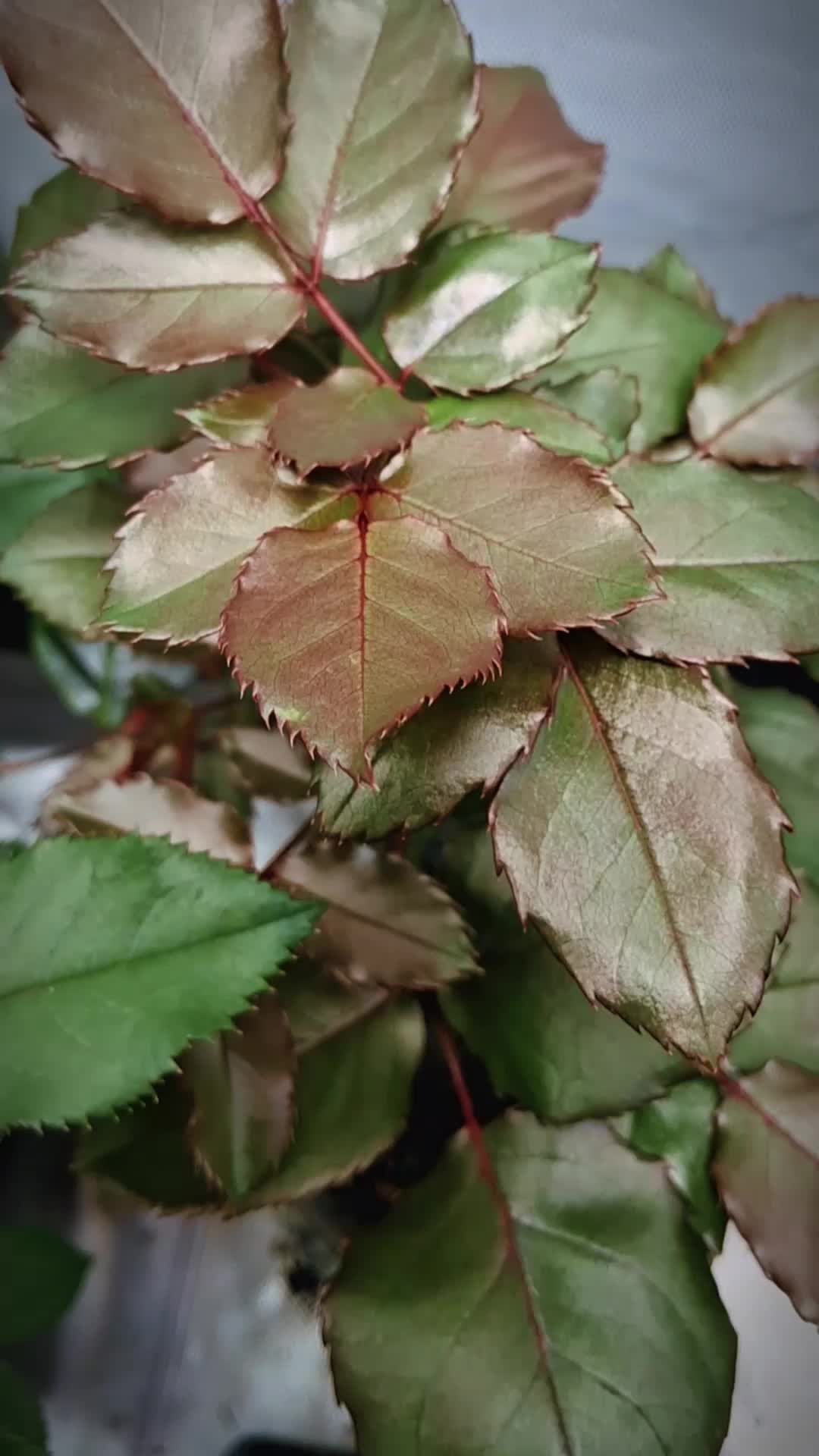 @RoseGardenMT
