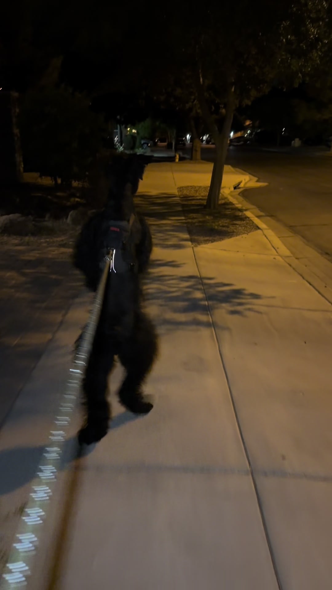 @Fiona Walks