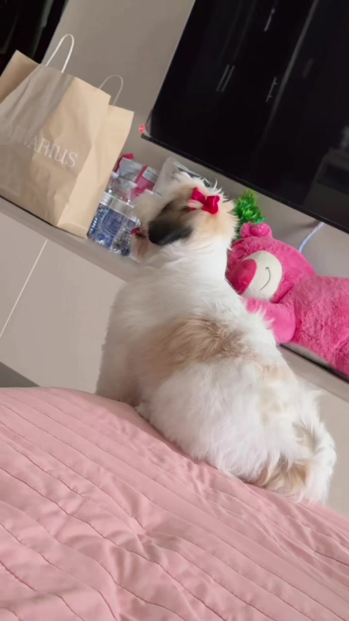 @๐๐ช๐ถ๐ฎโจ๐๐ฆ๐ฅ๐ถ
