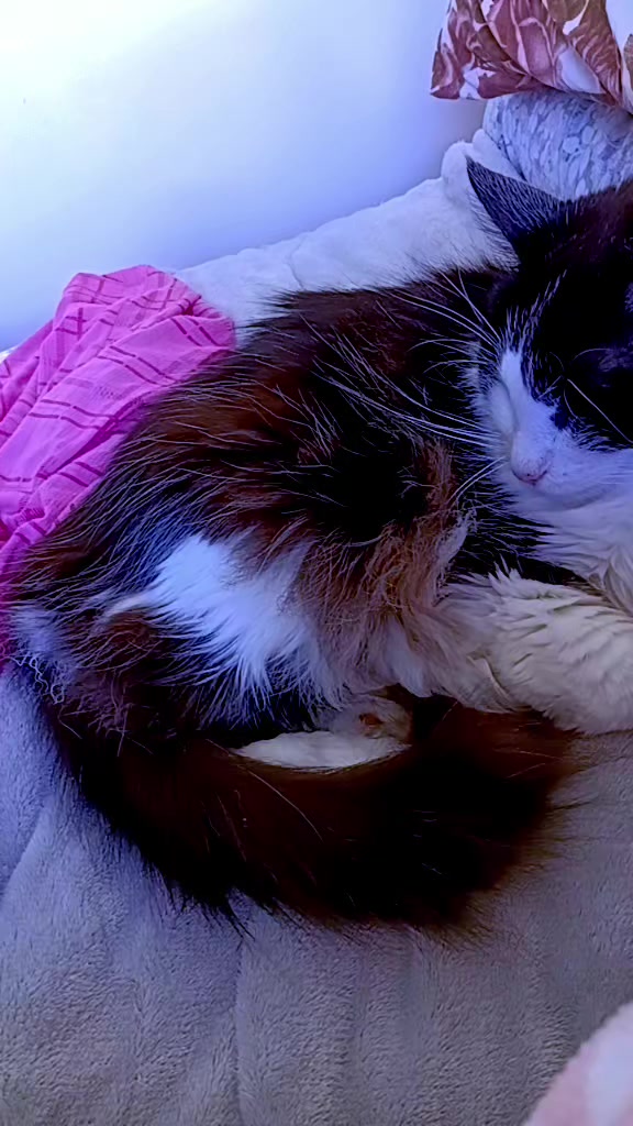 @cissarossato🍒😻