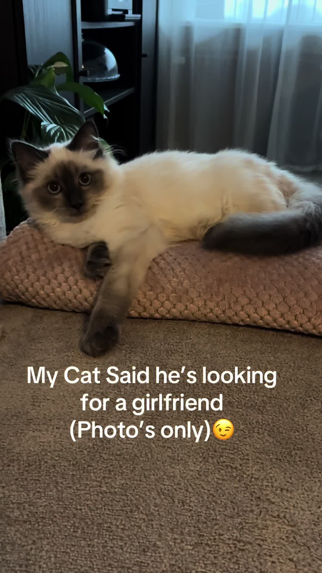 @Amadeus the ragdoll