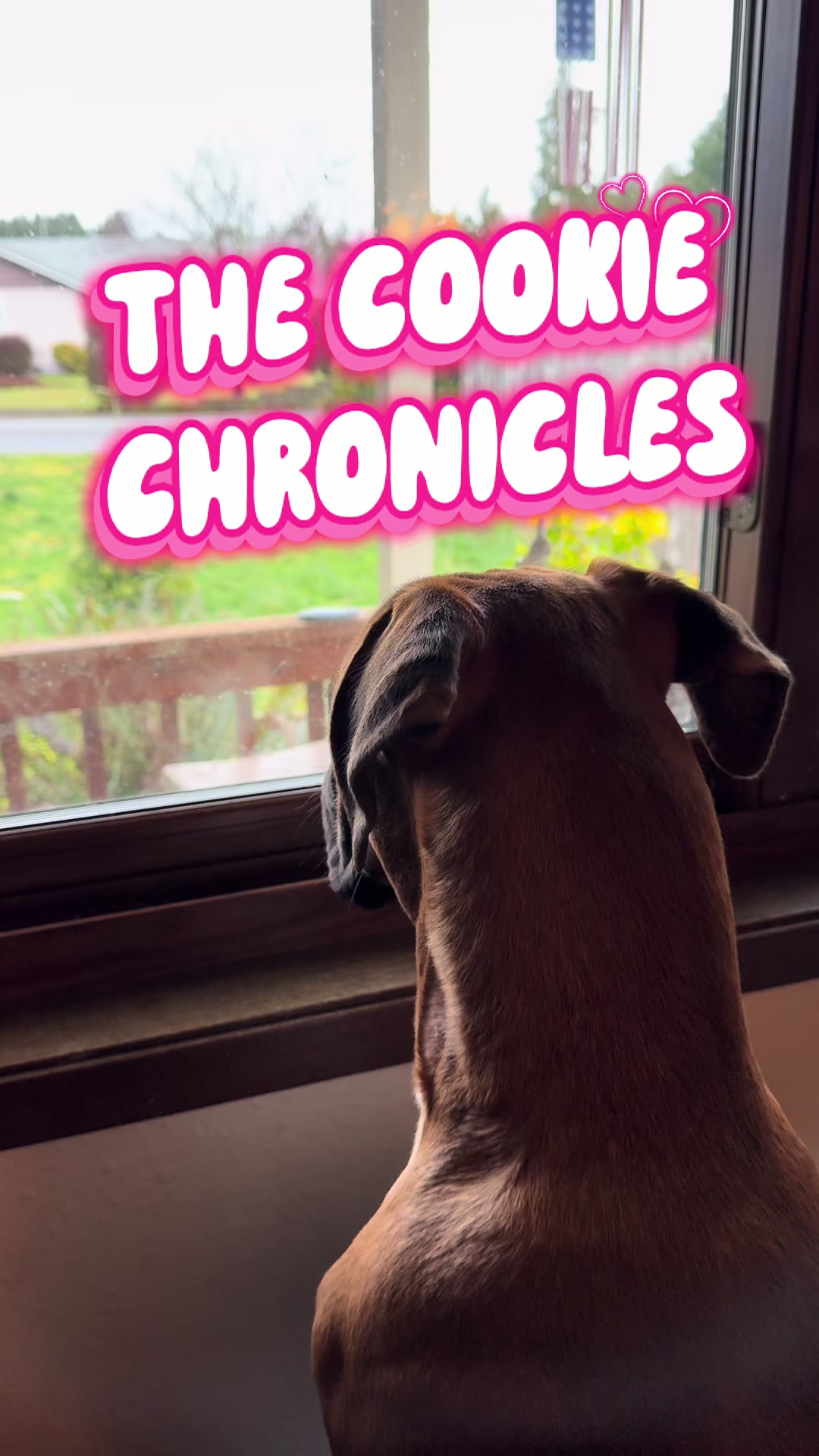 @boxermadness