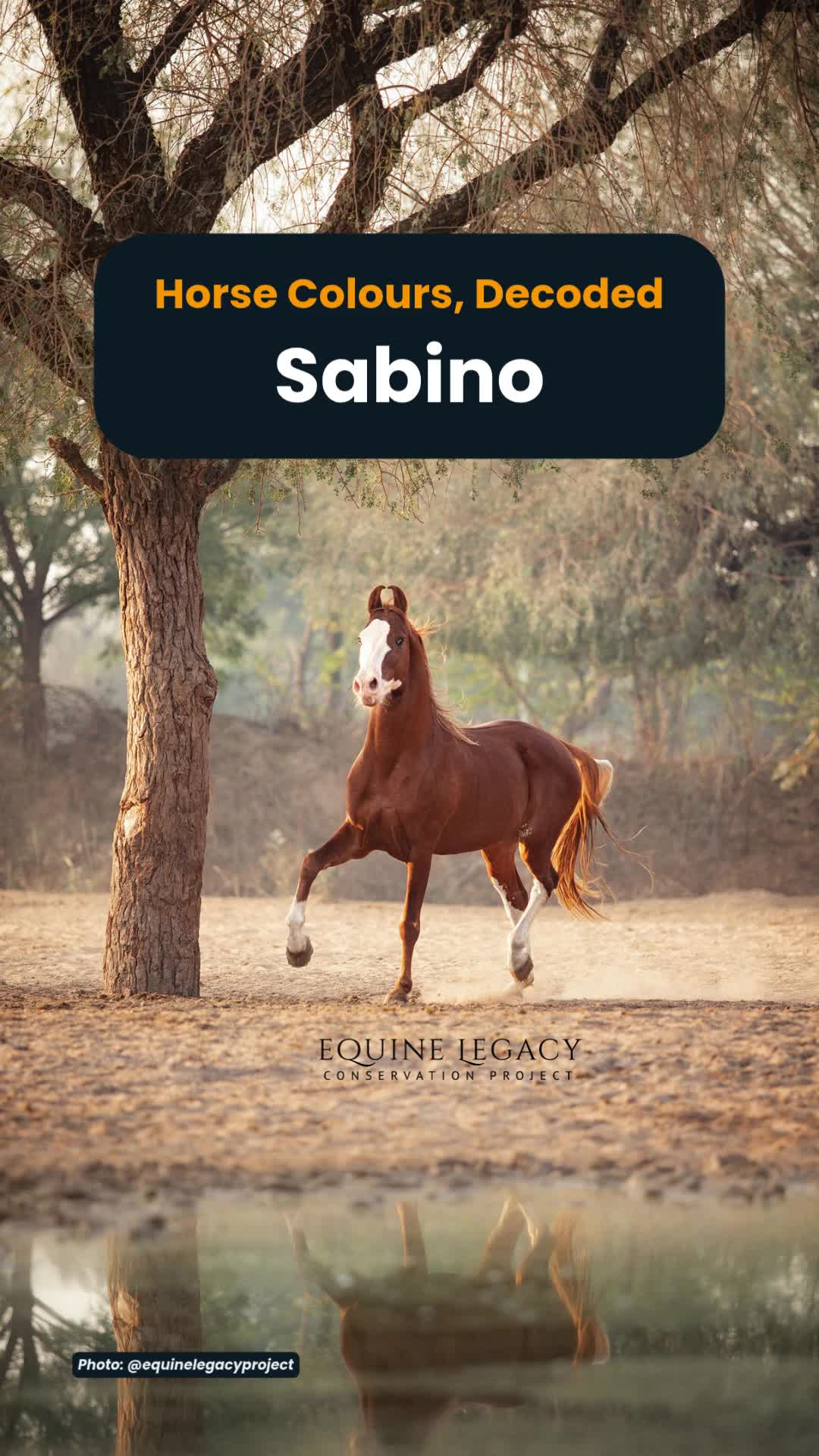 @Horse Reality