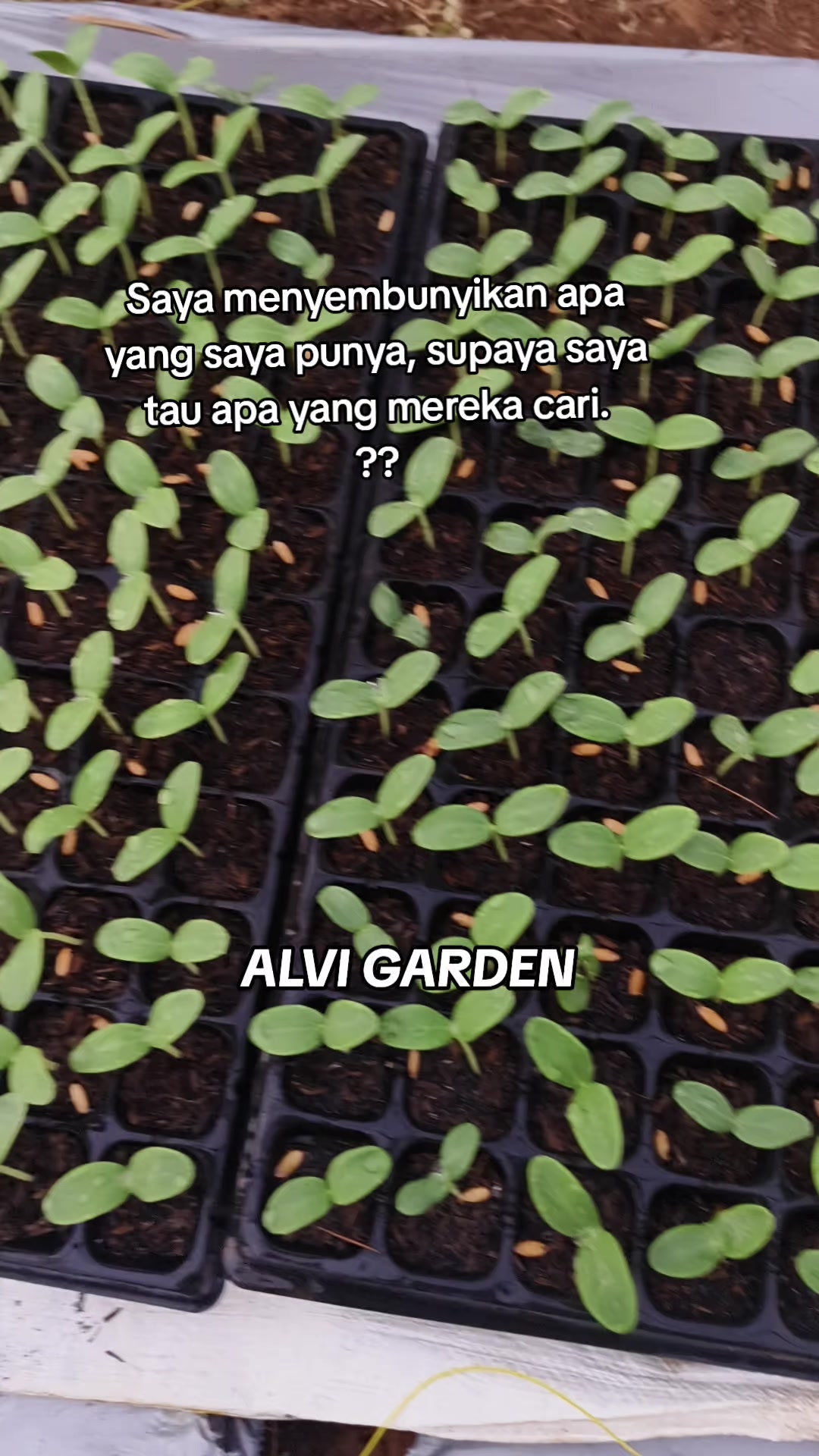 @Alvi Garden