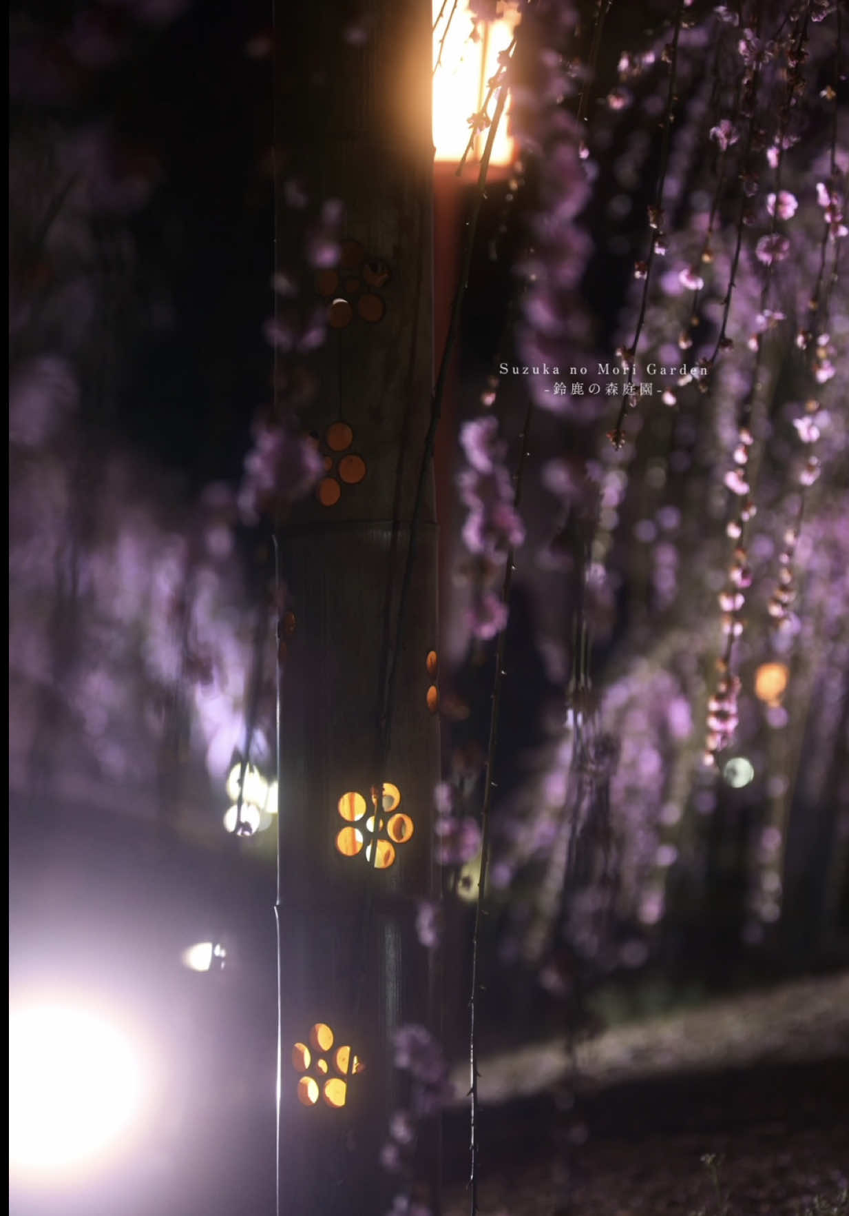 @Ayuki.S_JPwalker🎥
