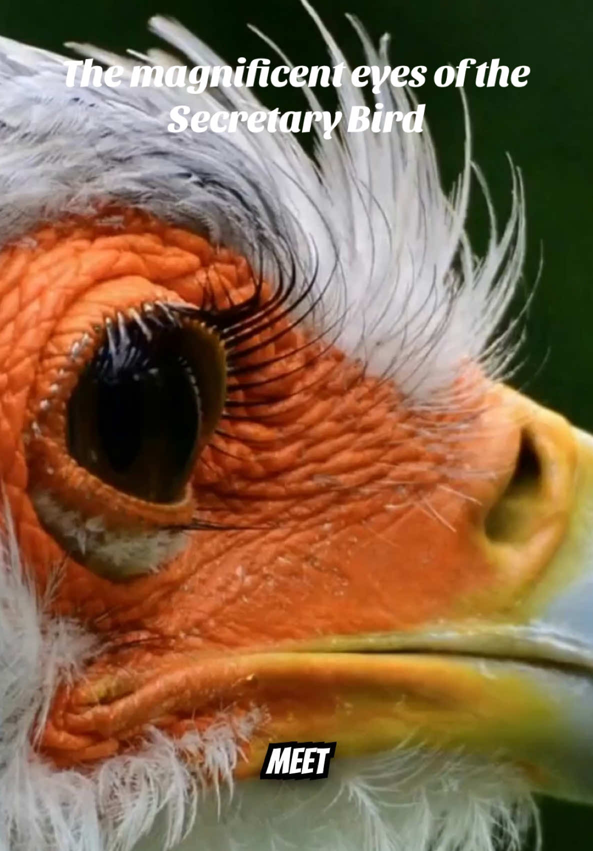 @Unique Bird Facts