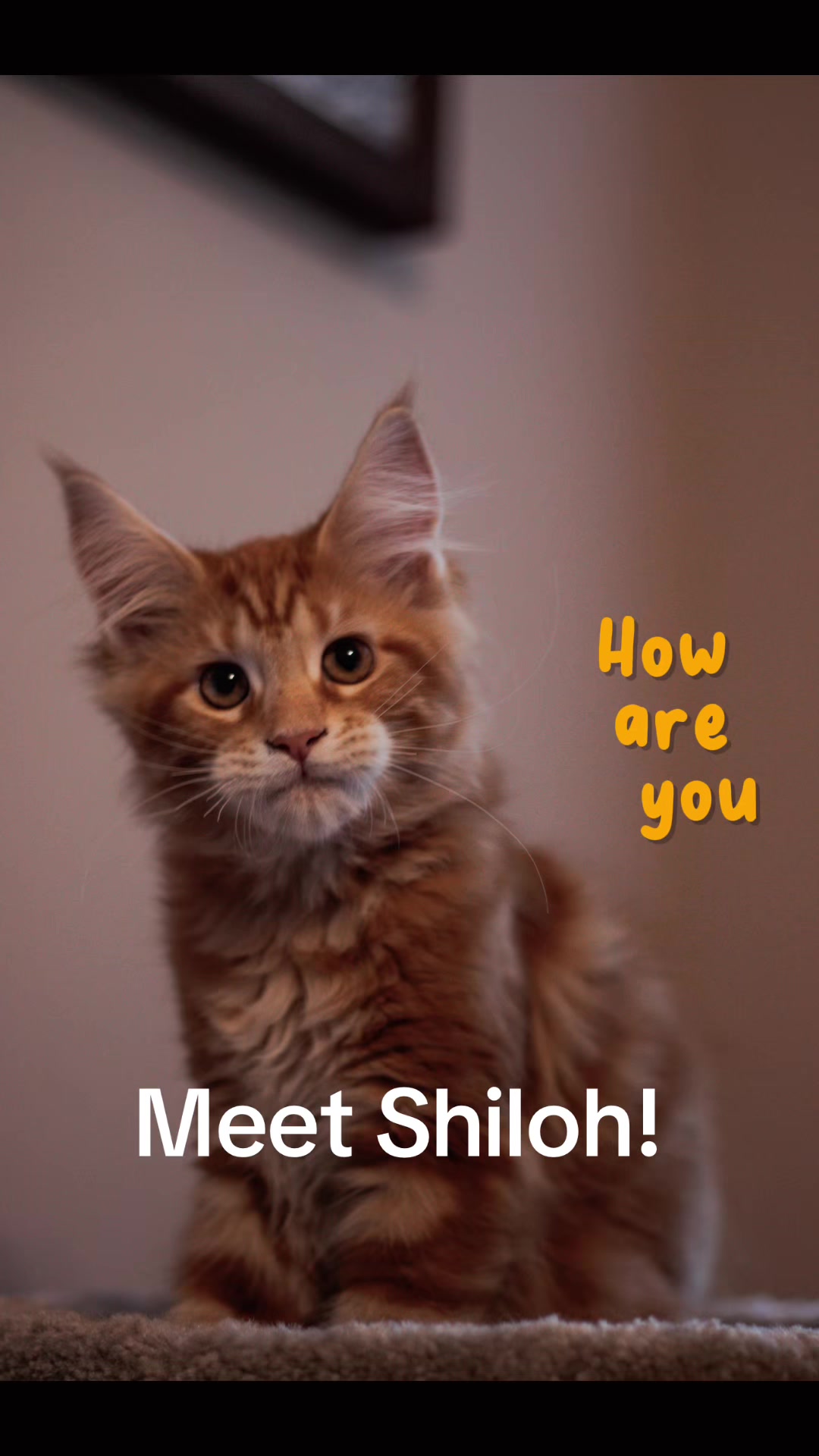 @judahsmanemainecoons