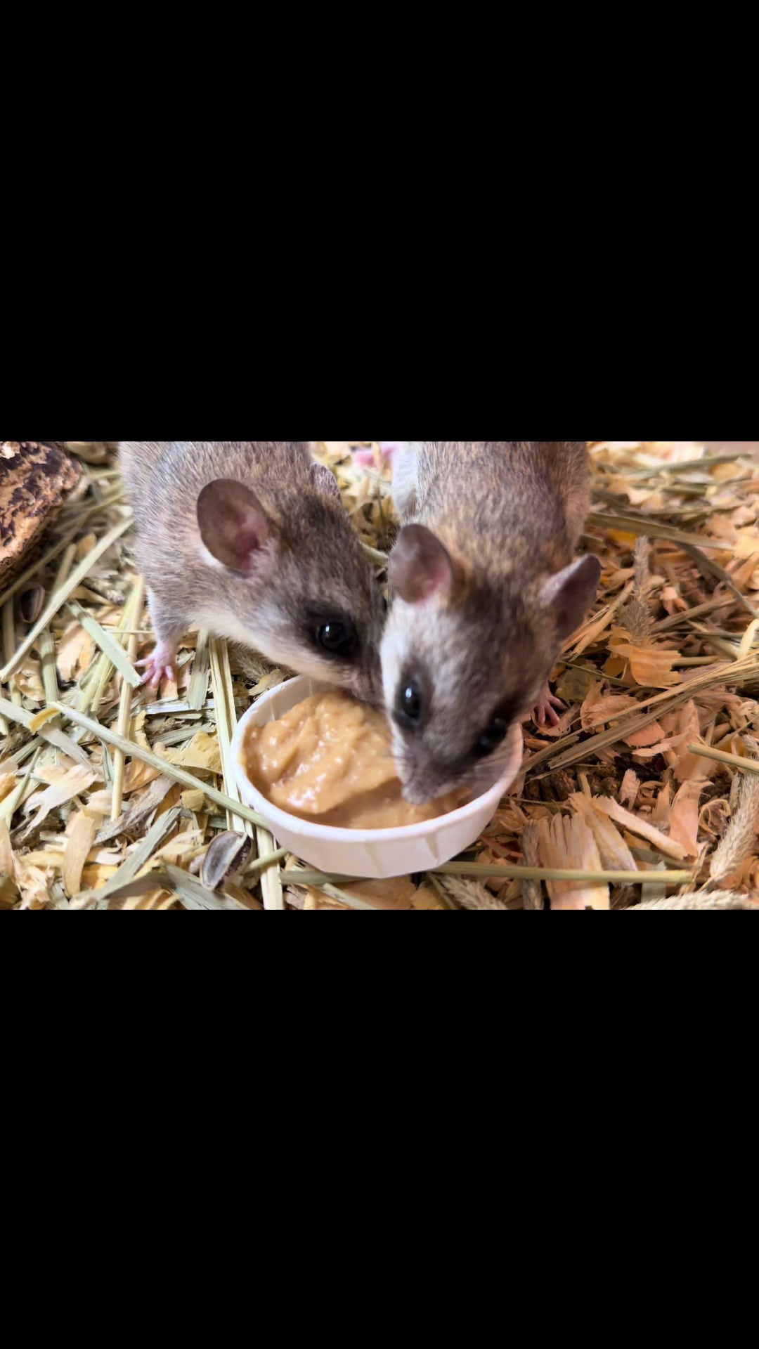 @Tiny Tails Mousery
