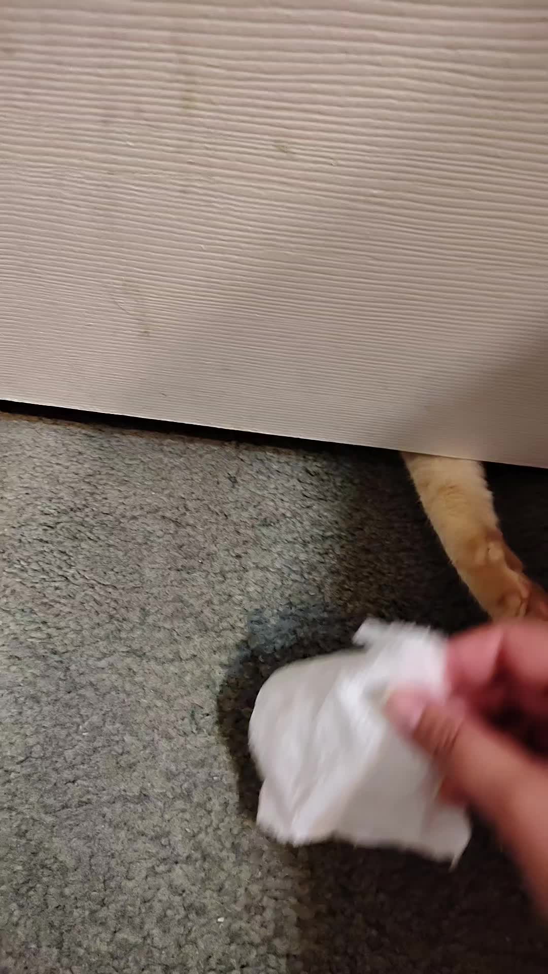 @jessi.bella.and.sugar