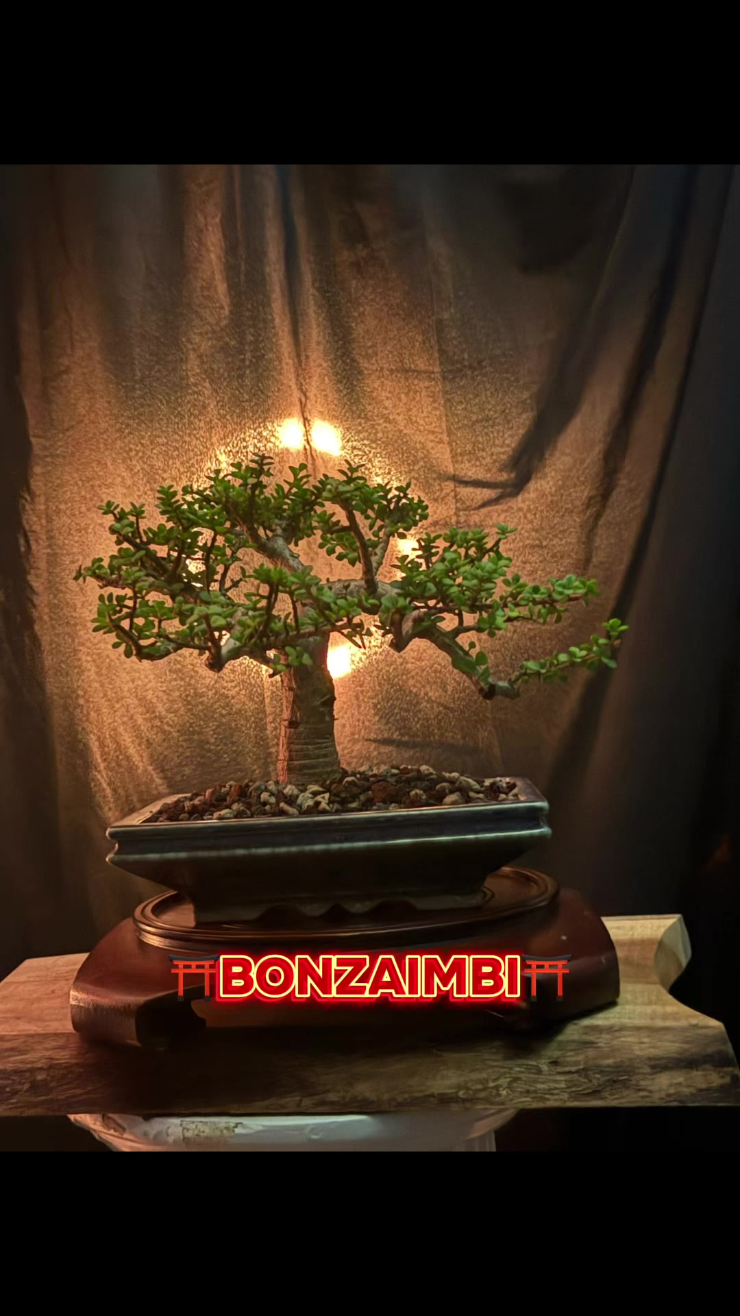 @BONZÁIMBI™️⛩️