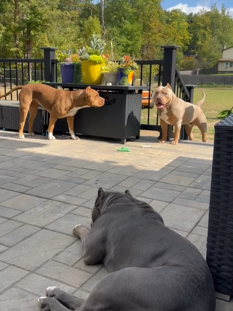 @Burleson Bullies, llc