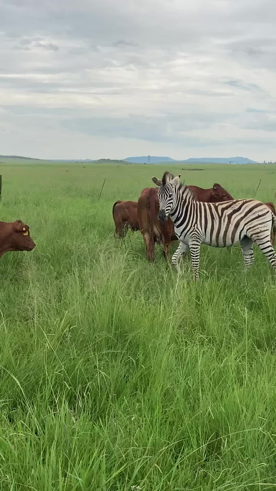 @FarmingKZN🇿🇦