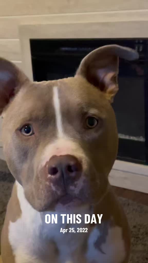 @Pittie Mom
