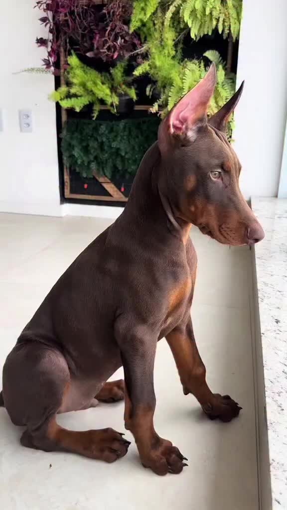 @Blakbone Mastiff Kennel