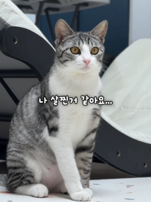 @투머치냥즈