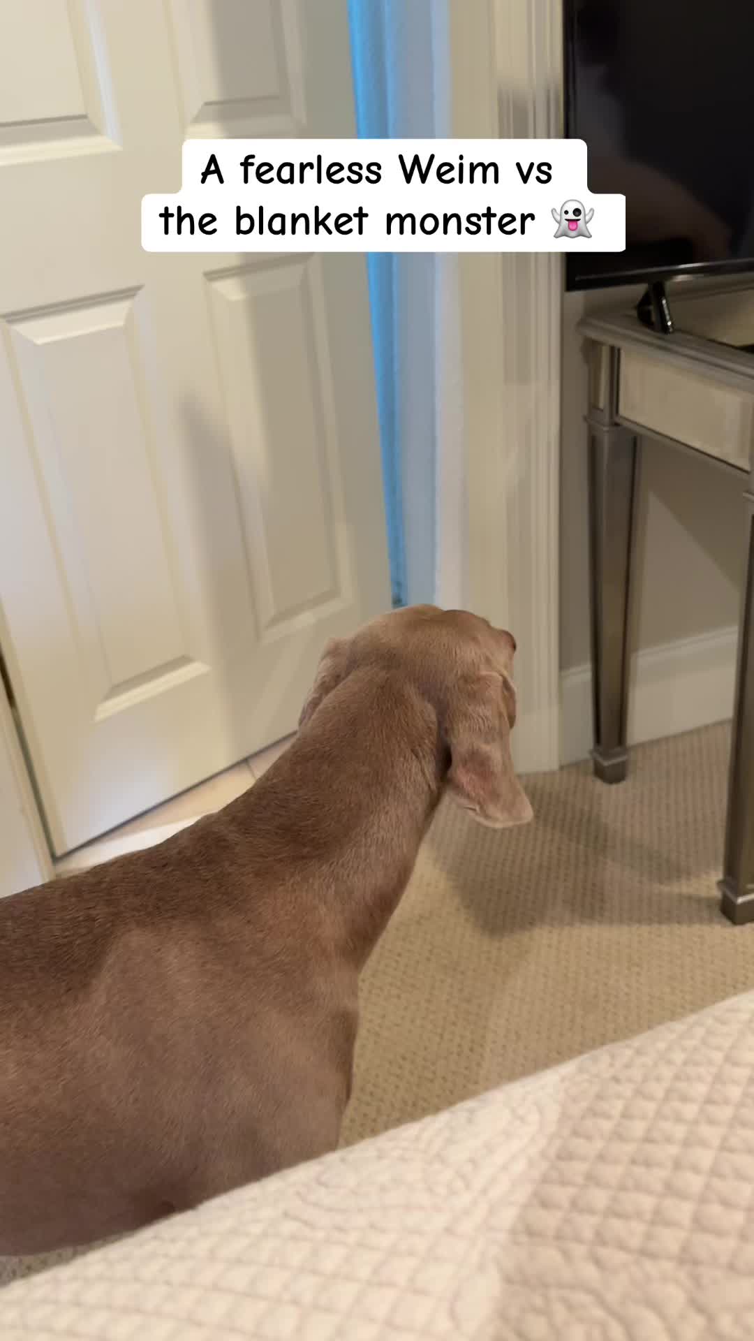 @Zoey the Weim
