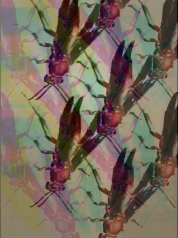 @ИOƧⱯᒋ