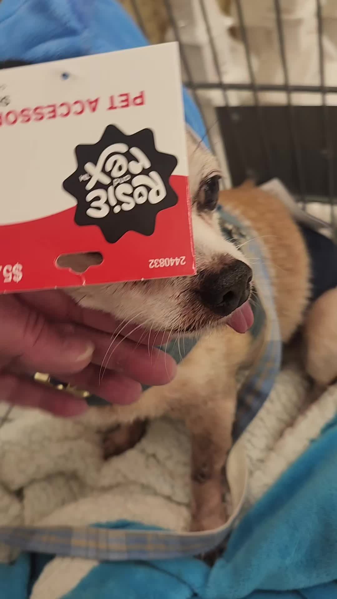 @willie_the_grumpydog