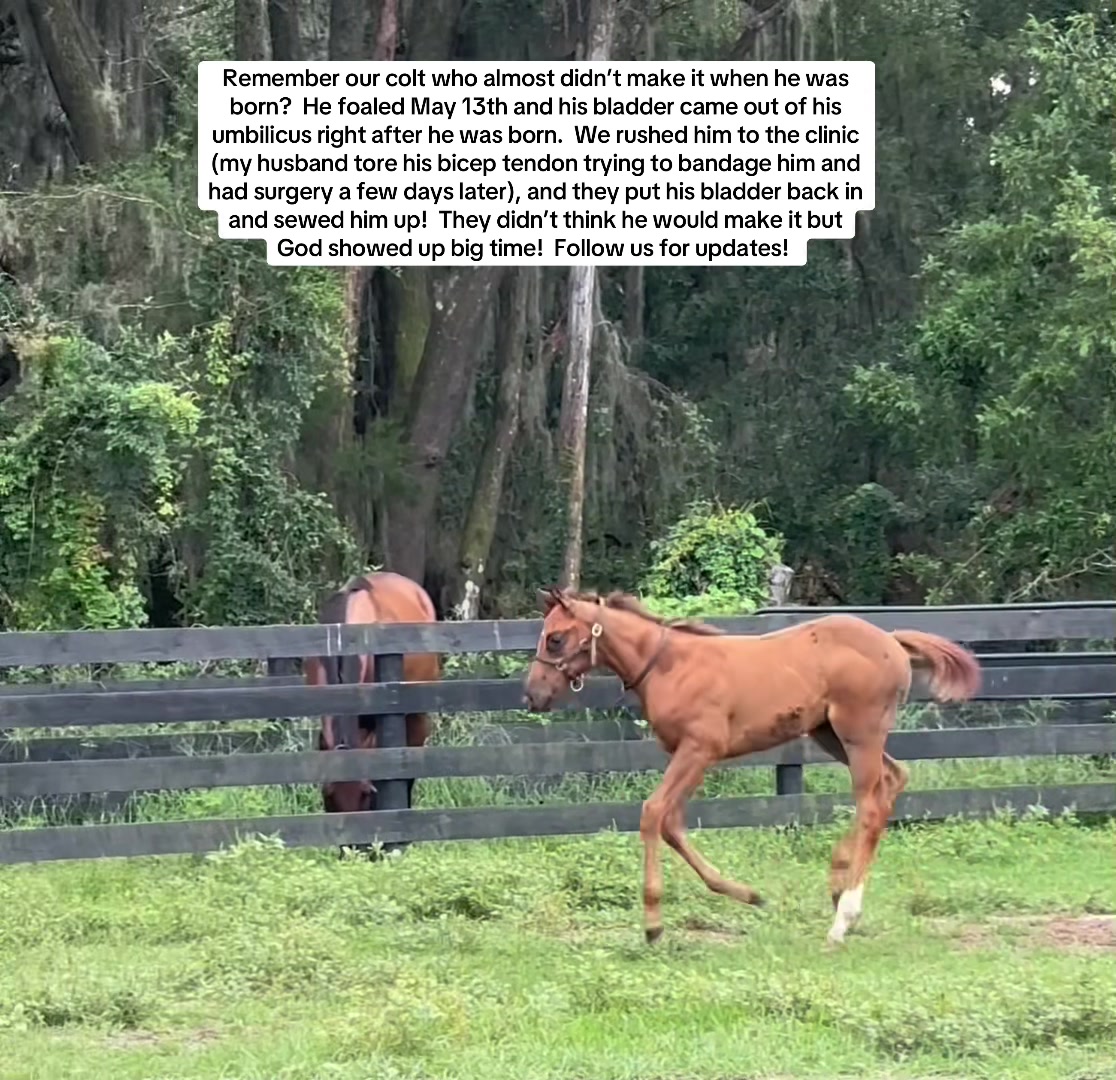 @Ashley at Rivermont Farm🐎🐶