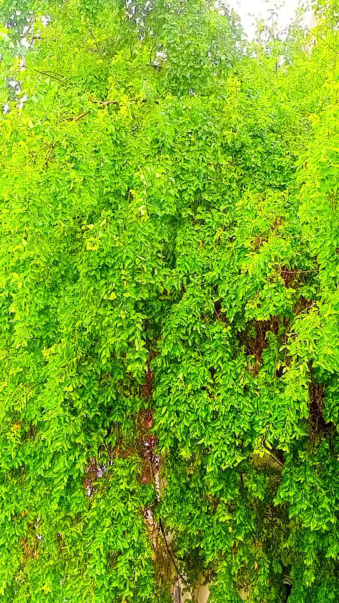 @🌻ᡣ𐭩๋࣭𝐀𝐋𝐢𝐌ᡣ𐭩๋࣭🌻
