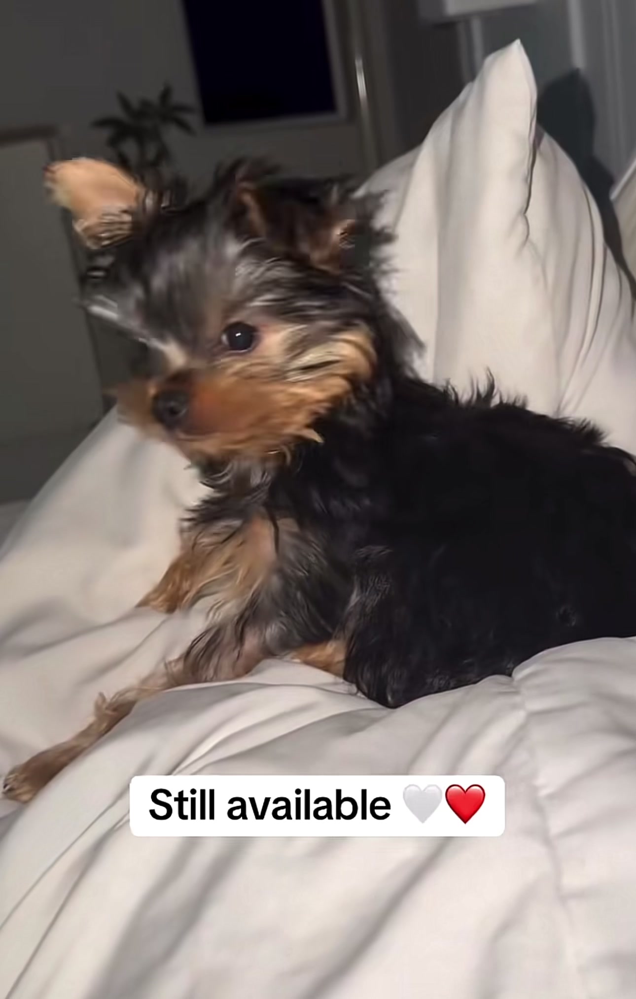 @Yorkies puppies for Adoption