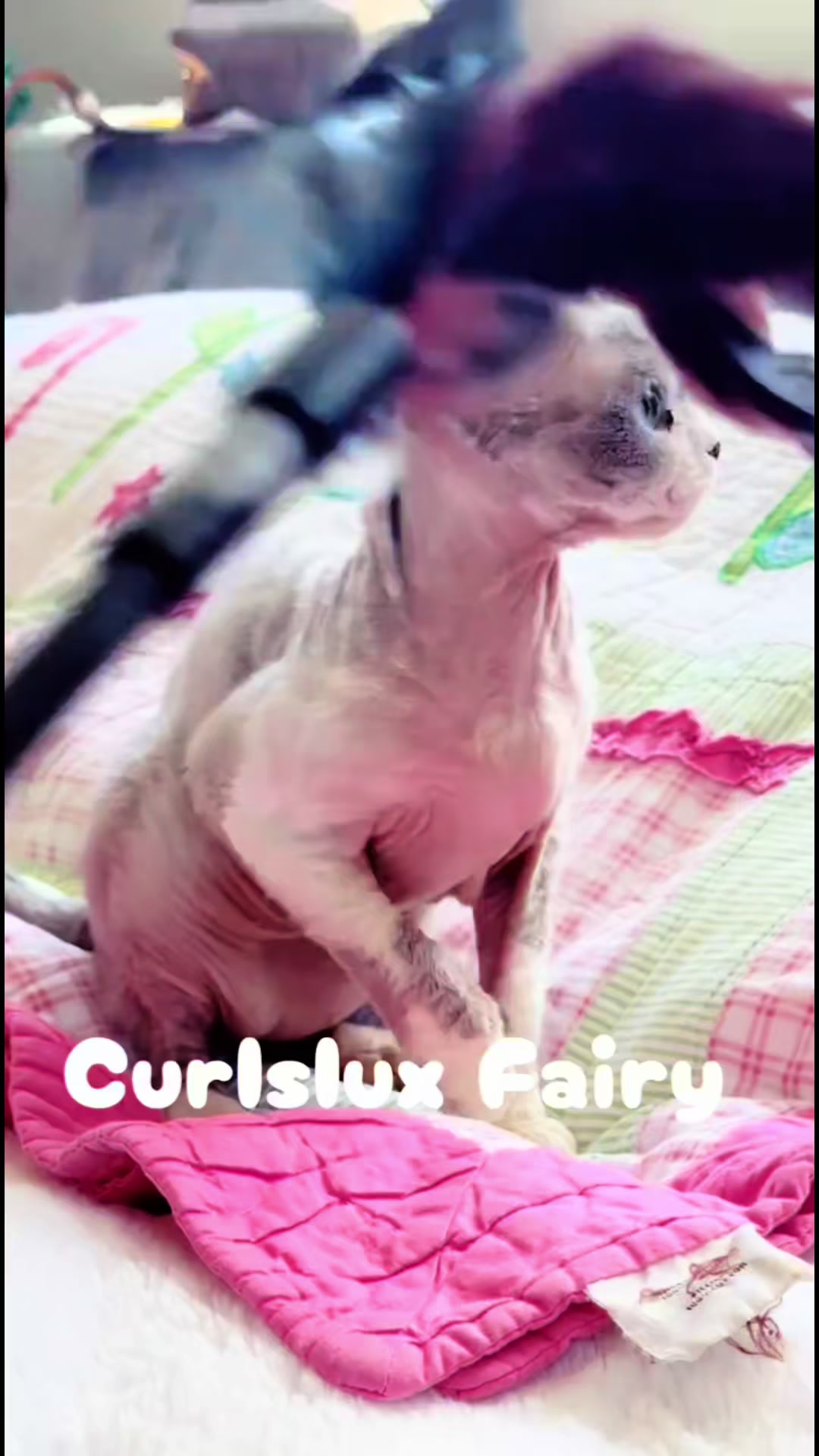 @Curlslux cattery!!🇺🇸