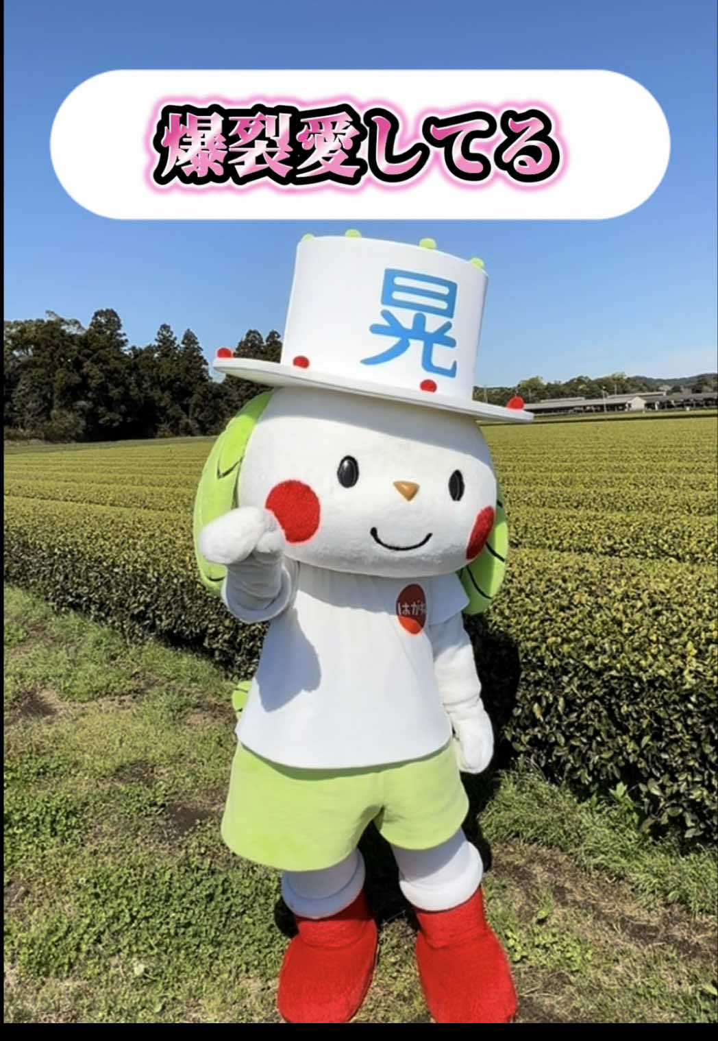 @お茶わんこはがねちゃん 堀口製茶PRキャラ