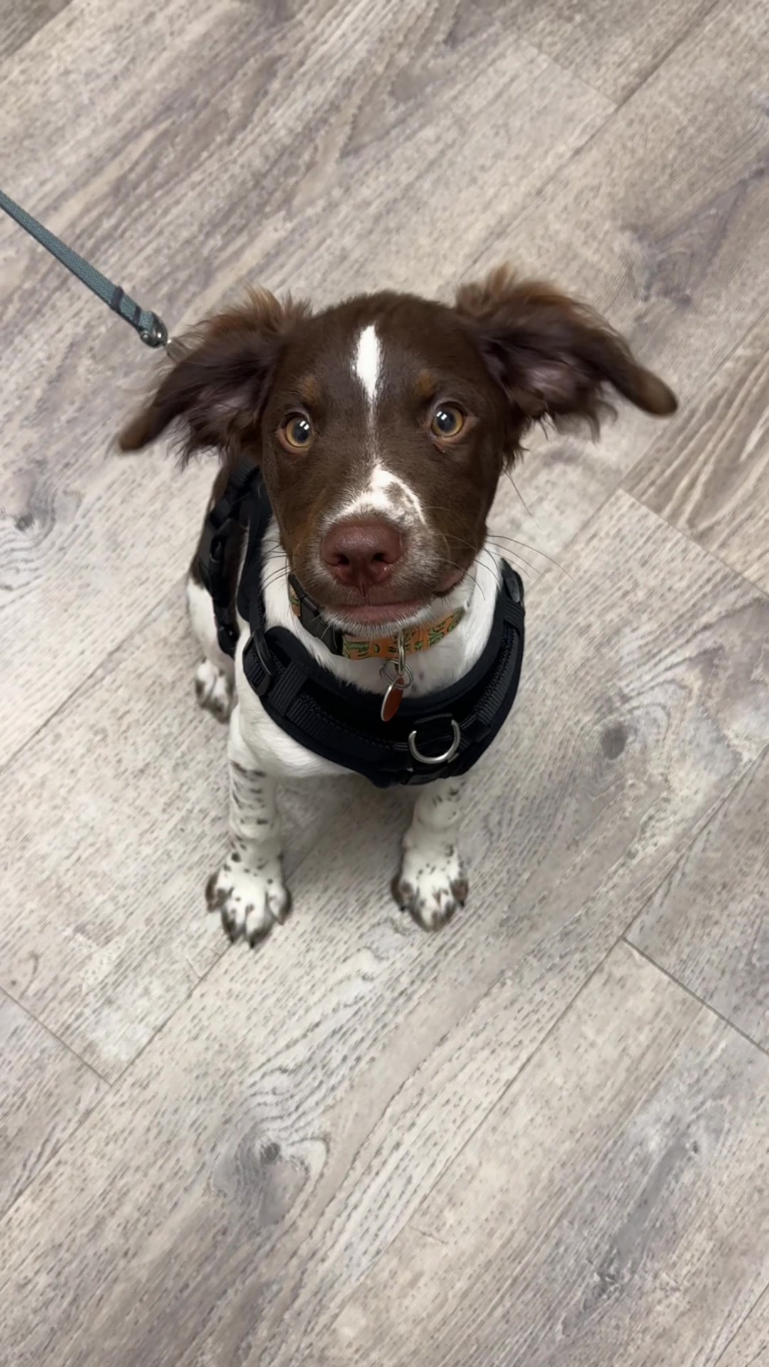 @Snodgrass Vet