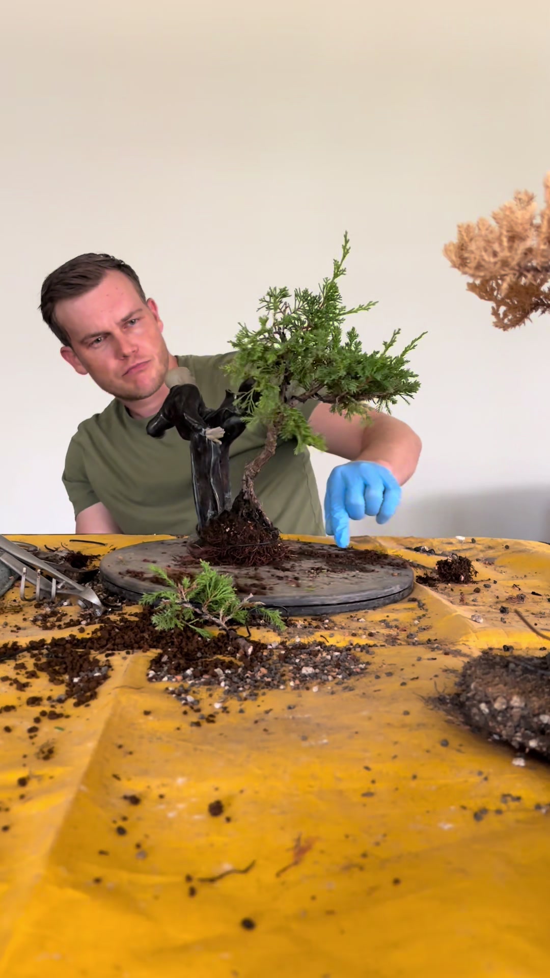 @Jerome_bonsai